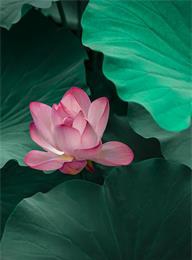 welcome大发系统-追求康健,你我一起生长