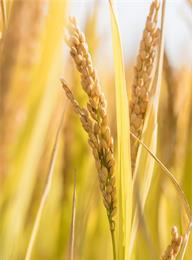 welcome大发系统-追求康健,你我一起生长