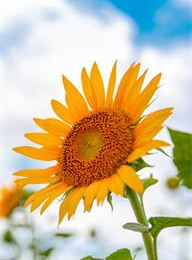 welcome大发系统-追求康健,你我一起生长