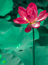 welcome大发系统-追求康健,你我一起生长